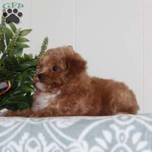 Buzz, Forever Puppy